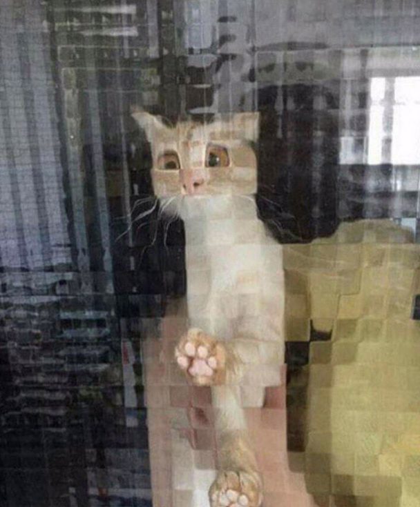 21 Funny Photos Of "Low-Resolution" Cats Behind Pixelated Glass Doors