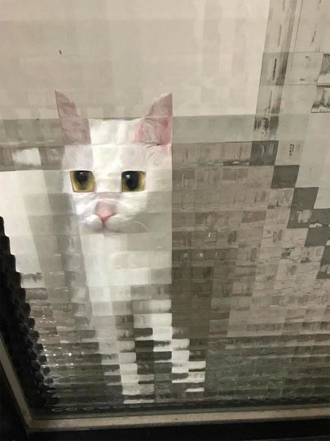 21 Funny Photos Of "Low-Resolution" Cats Behind Pixelated Glass Doors