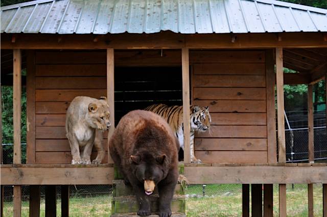 Lion, Tiger And Bear Became Best Friends For Life