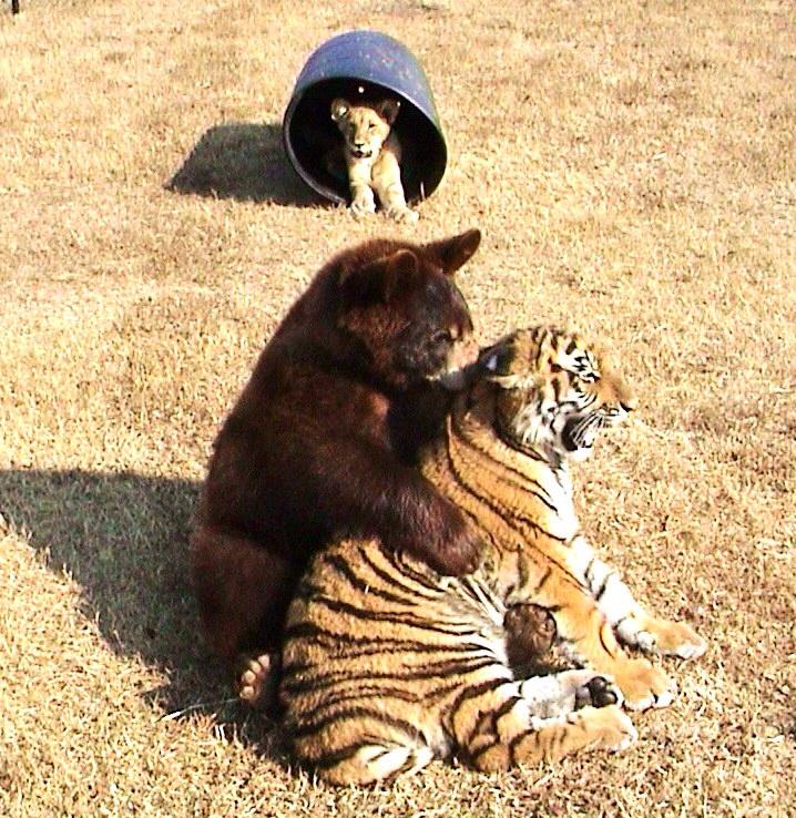 Lion, Tiger And Bear Became Best Friends For Life