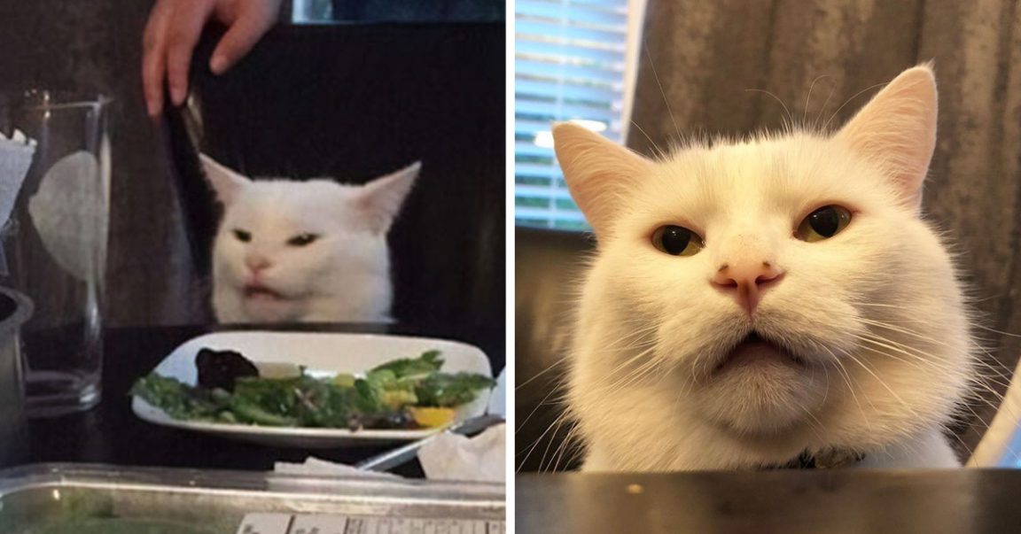 Meet Smudge, The Confused Cat From The "Woman Yelling At Cat" Meme The