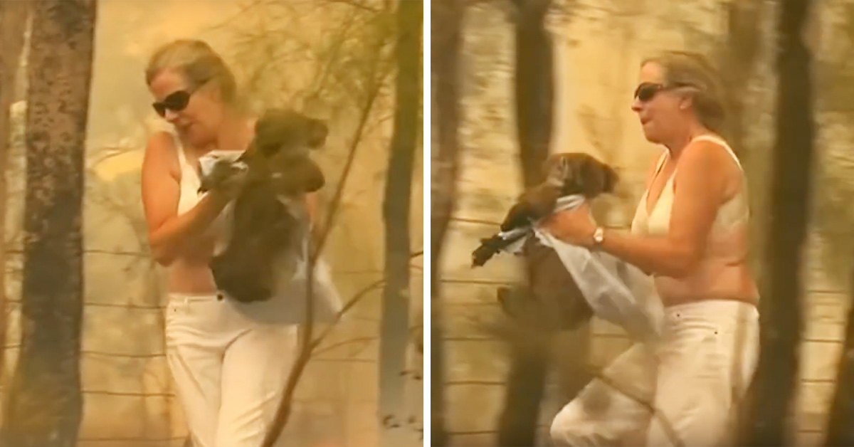 Woman Rescues Burning And Screaming Koala From Bushfire Using The Shirt Off Her Back