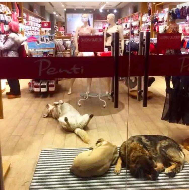 shop owners open their doors to homeless dogs to protect them from freezing weather