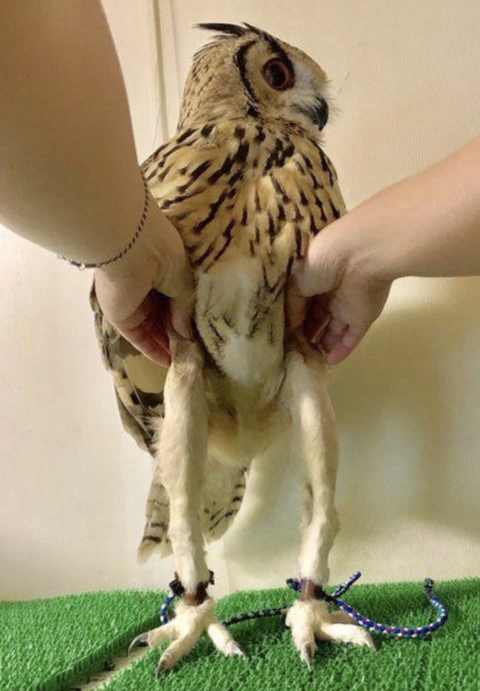 https://justsomething.co/wp-content/uploads/2019/12/turns-out-owls-have-a-pair-of-slender-legs-under-their-fluff-01-2.jpg