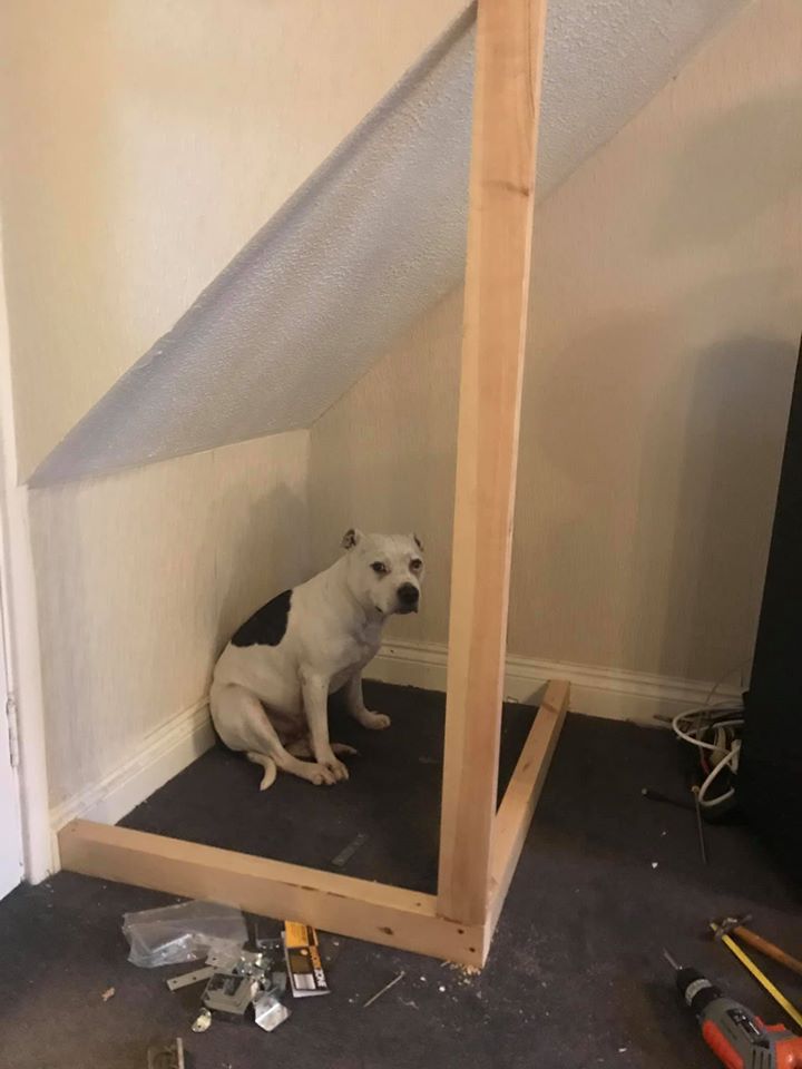 Man Builds His Rescue Dog With Trust Issues A Mini House In The Living Room  To Let Him Have Some 'Alone Time'