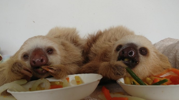 This Group Of Rescue Baby Sloths Has A Squeaky Conversation And It&#39;s Just Adorable
