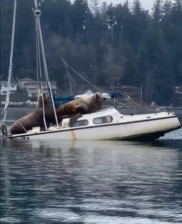 Video Of Two Huge Sea Lions Borrowing Someone Else's Boat Goes Viral