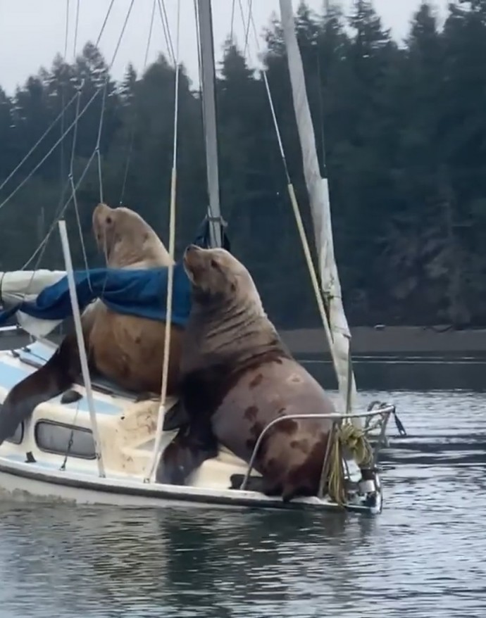 Sea Lions On Boat - Inge Regine