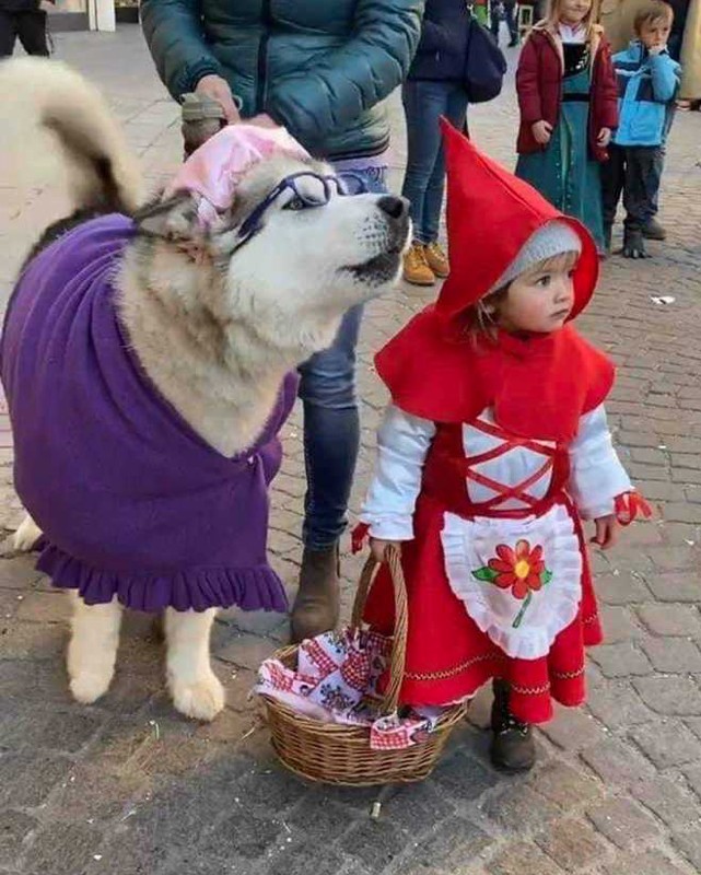 Little Child Dressed Up As Red Riding Hood And Her "Big Bad Wolf" Husky Are So  Adorable They Go Viral