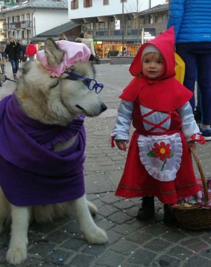Little Child Dressed Up As Red Riding Hood And Her "Big Bad Wolf" Husky Are So  Adorable They Go Viral
