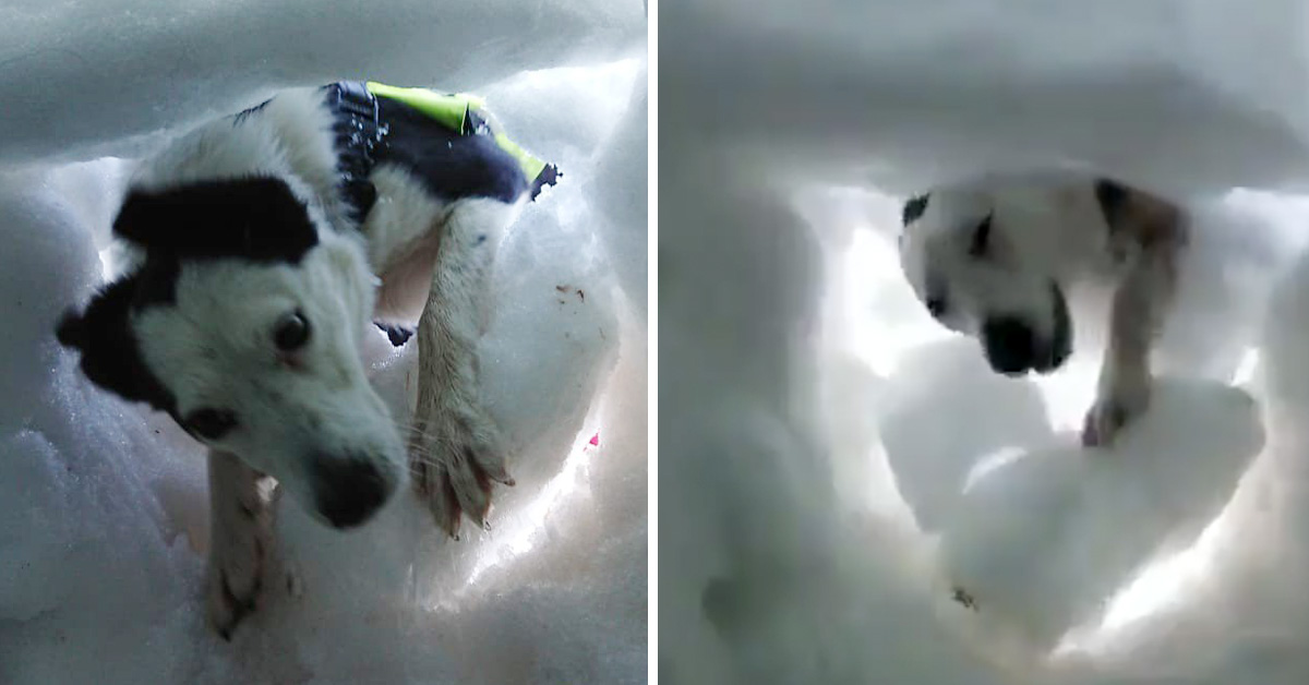 Man Buried In Snow Films Mountain Rescue Dog Saving Him During Training  Session, And It's Adorable