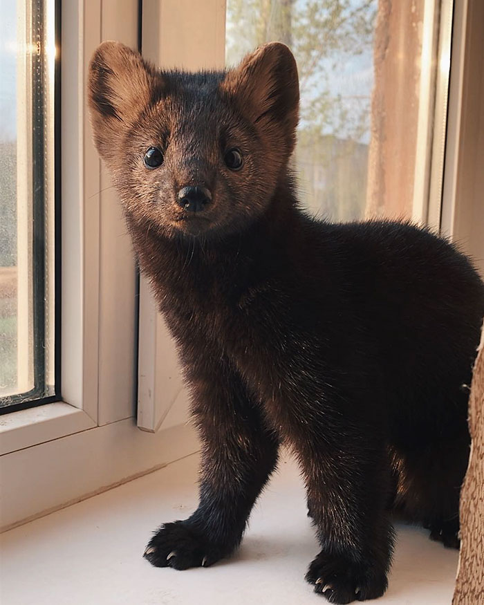 Meet Umora, The Adorable Sable Rescued From A Fur Farm The Internet Has