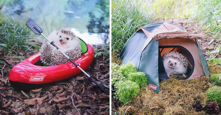 Tiny Hedgehog Goes Camping With His Tiny Equipment, And The Photos Are