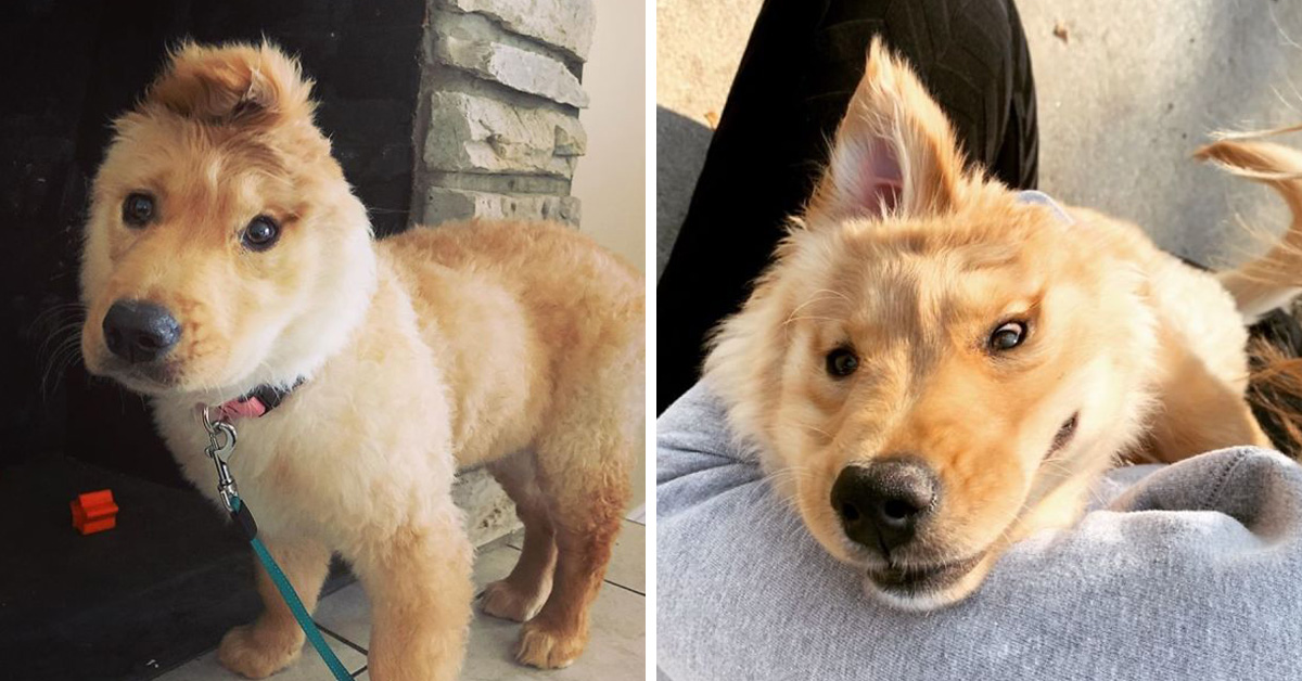 Meet Rae The Unicorn Golden Retriever Puppy With A Single Ear In The Middle Of Her Head
