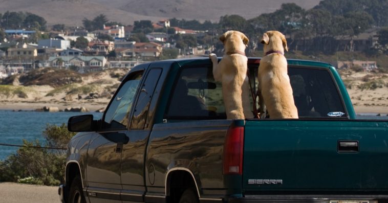 how many dogs die from being put in truck beds