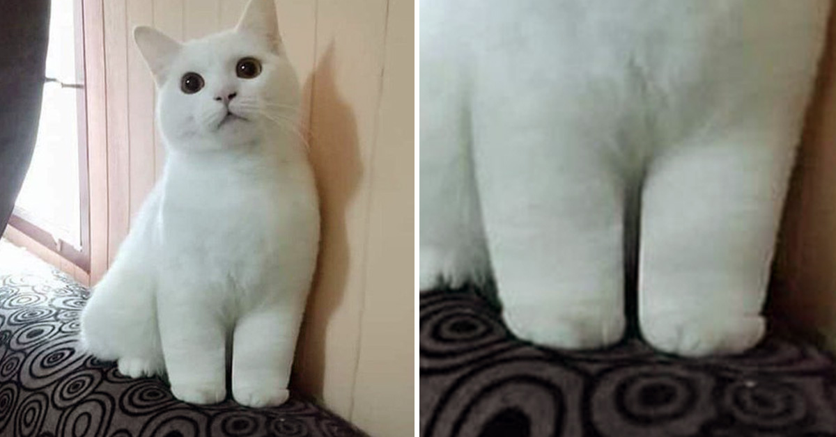 cats with stumpy legs