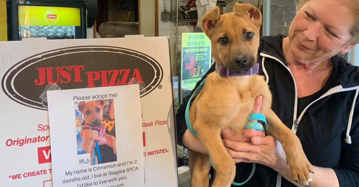 Pizzeria Places Local Shelter Dog Photos On Pizza Boxes To Help Them Get Adopted
