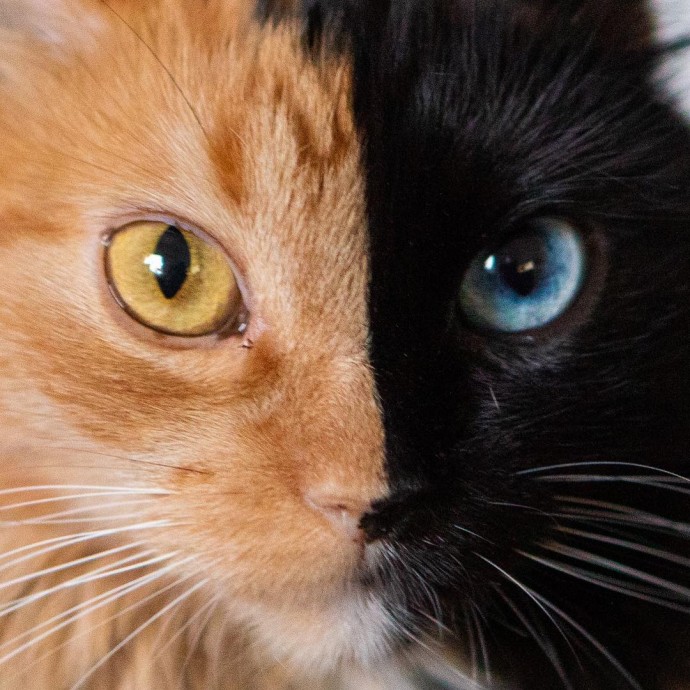This Is Quimera, The Stunning Cat With 'Two Faces'