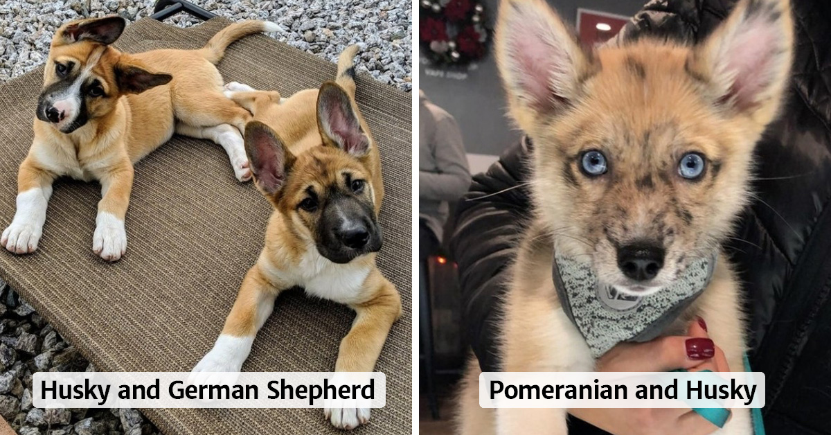 16 Adorable Mutts That Are The Result Of Different Breeds Falling In Love
