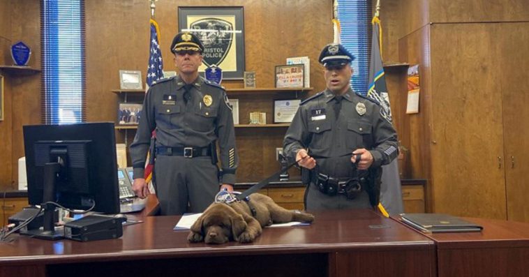Adorable Police Puppy Sleeps Through His Entire Swearing-In Ceremony