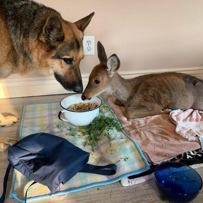 Meet Sarge, The Kind German Shepherd Who Loves To Care For Orphaned Fawns