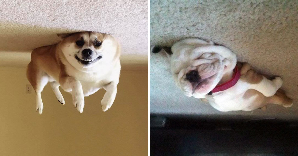 12 Furry 'Dog Balloons' That Floated To The Ceiling And Got Stuck