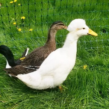 16 Funny Photos Of Ducks With Glorious Grandpa Hair