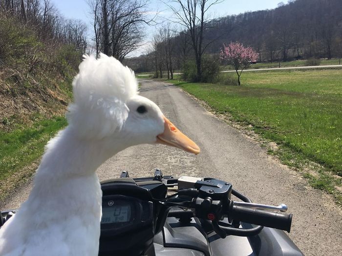 16 Funny Photos Of Ducks With Glorious Grandpa Hair