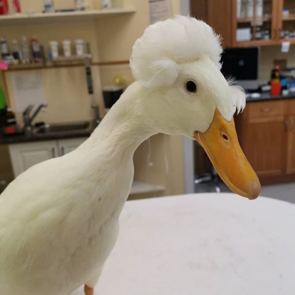 16 Funny Photos Of Ducks With Glorious Grandpa Hair