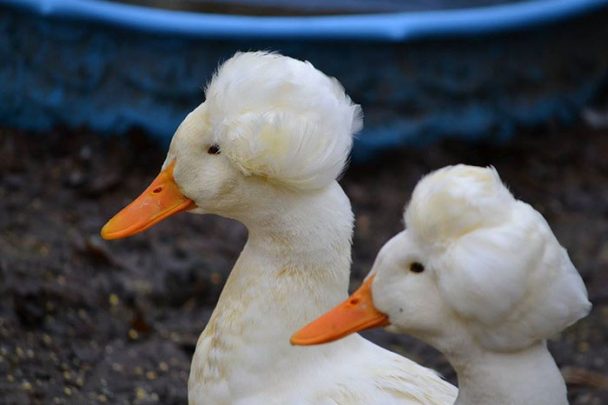 16 Funny Photos Of Ducks With Glorious Grandpa Hair