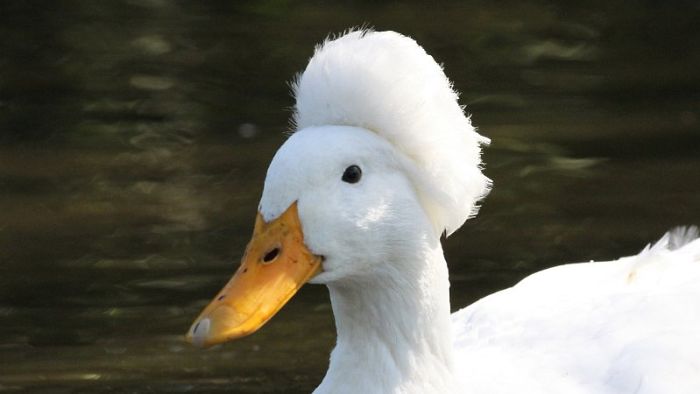 16 Funny Photos Of Ducks With Glorious Grandpa Hair