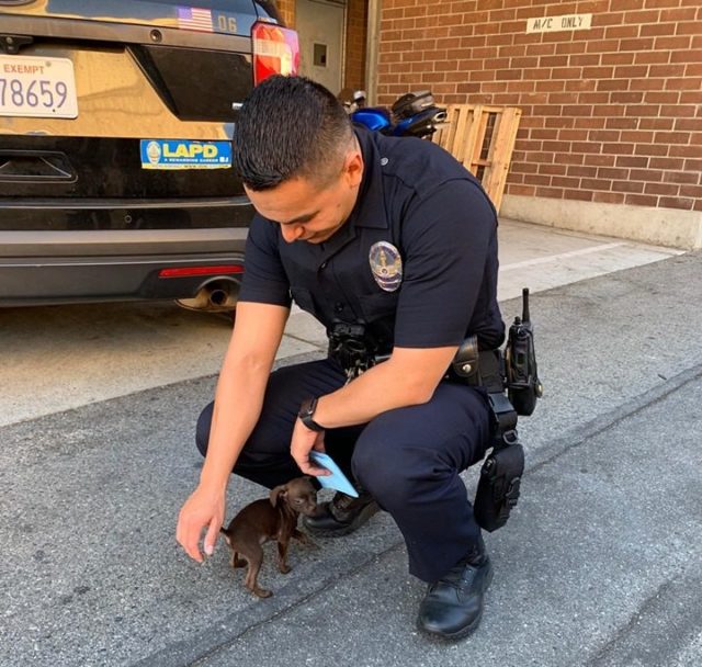 Tiny Abandoned Puppy Chases Cop Down The Street And Begs To Be Adopted