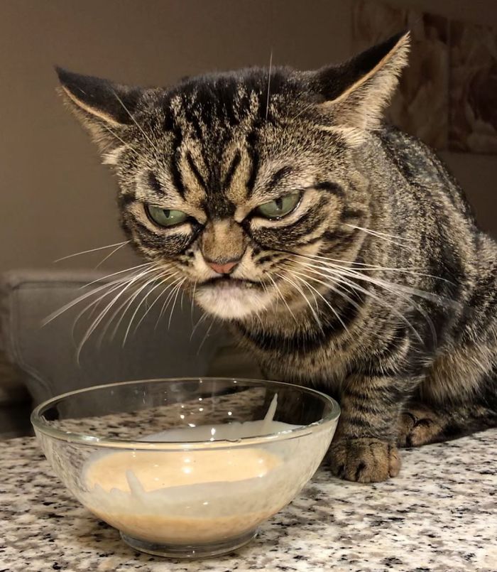 meet-grumpy-kitzia-the-permanently-pissed-off-cat-that-s-going-viral-on-instagram