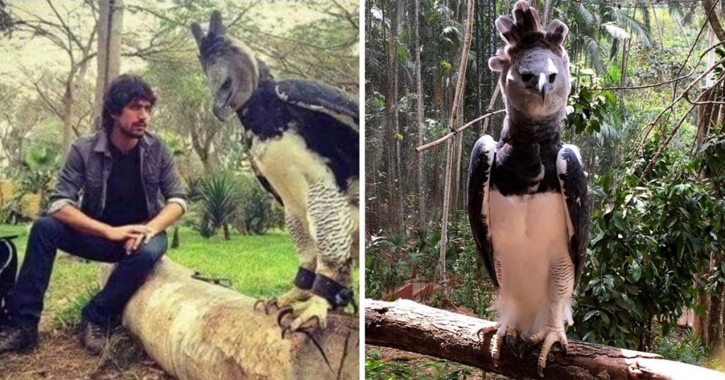 This Is The Harpy Eagle, A Bird So Big You May Mistake It For A Person ...