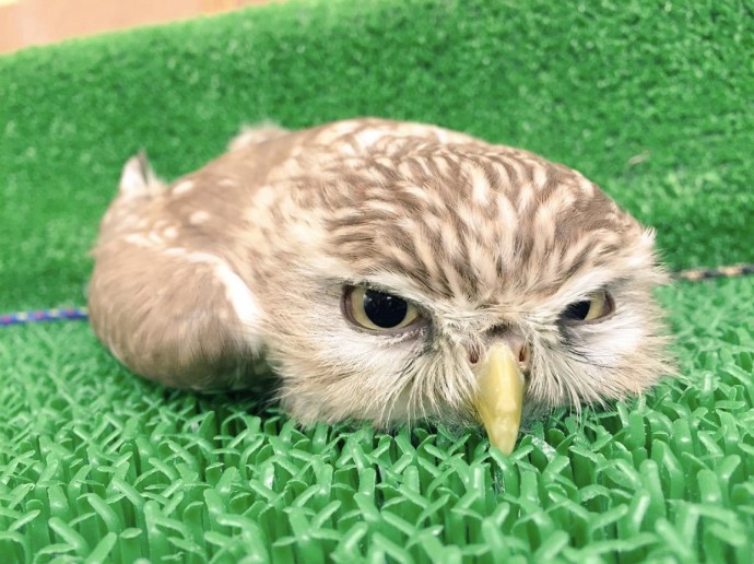 Turns Out, Baby Owls Sleep Face Down As Their Heads Are Too Heavy