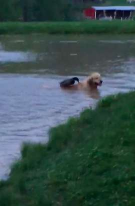 wild duck and dog meet every night for a swim and become best friends 03