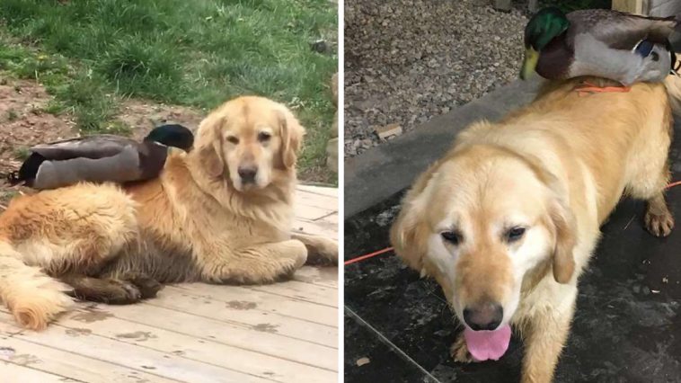 Abandoned Puppy Found Alone At Airport With Note From His Owner Saying ...