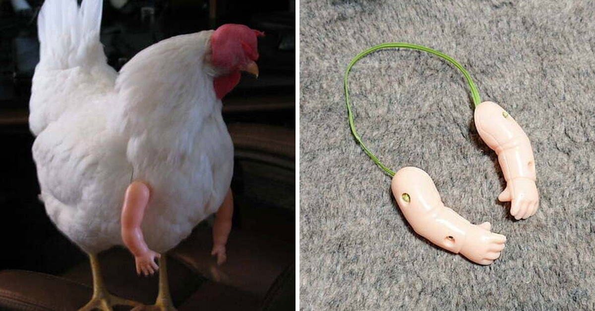 People Are Buying Doll Arms For Their Chickens, And The Results Are  Hilariously Weird