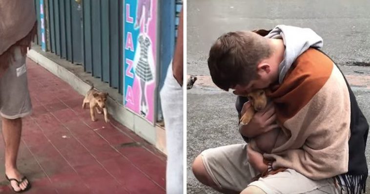 Tiny Stray Puppy Wags Her Tail At Every Passerby In The Hopes Of Being  Adopted