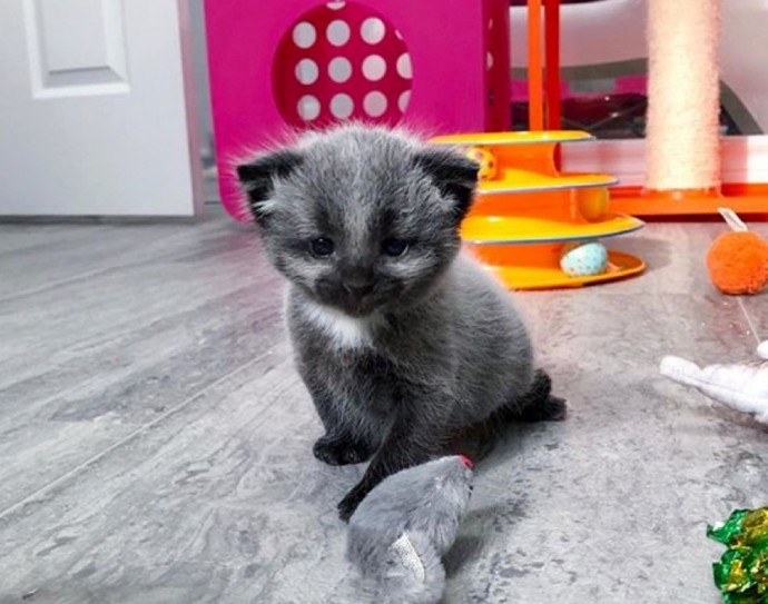 Meet Janie, The Tiny Kitten With An Unusual Coat Who Found A Forever Home  After Being Found At The Side Of The Road