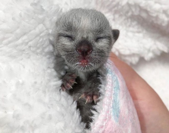 Meet Janie, The Tiny Kitten With An Unusual Coat Who Found A Forever Home  After Being Found At The Side Of The Road