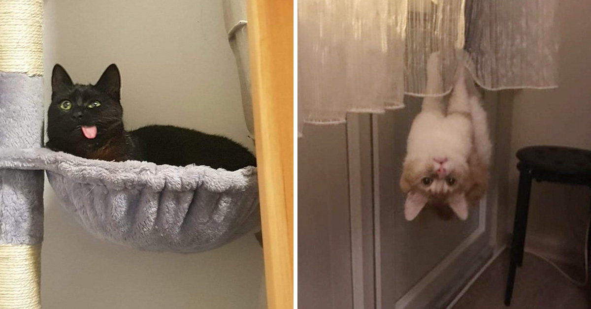 What's Wrong With My Cat?” Cat Owners Post Funny Pics In This Online Group