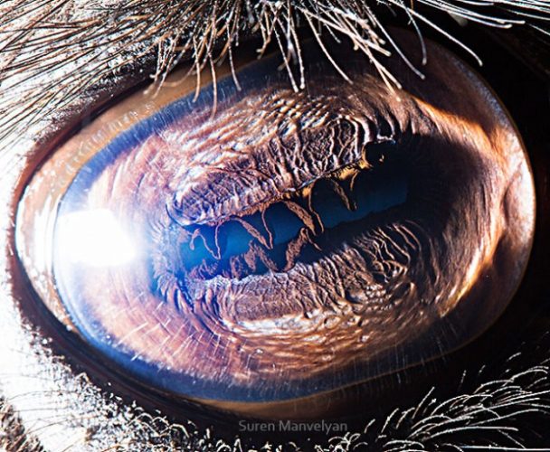 15 Close-Up Photos That Prove How Unique Animal Eyes Are