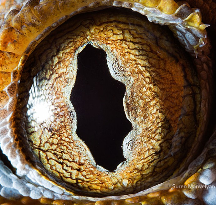 15 Close-Up Photos That Prove How Unique Animal Eyes Are