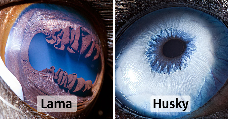 15 Close-Up Photos That Prove How Unique Animal Eyes Are