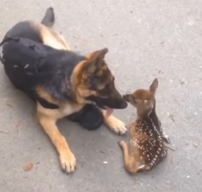 lost fawn thinks german shepherd is his mom follows her around for snuggles 01 1