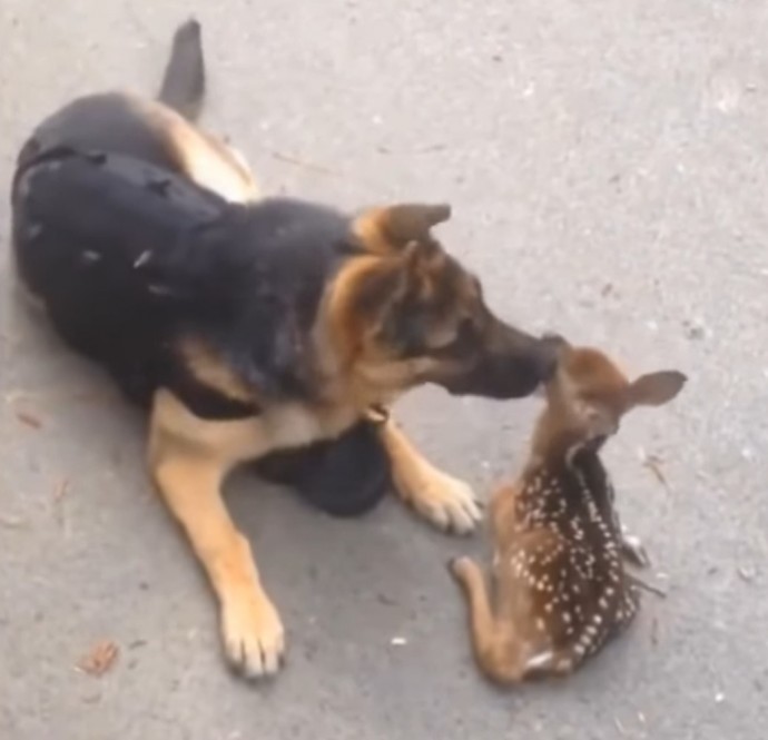 lost fawn thinks german shepherd is his mom follows her around for snuggles 01 2