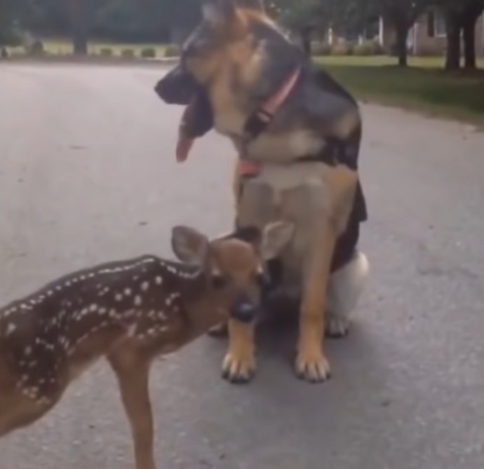lost fawn thinks german shepherd is his mom follows her around for snuggles 01 3