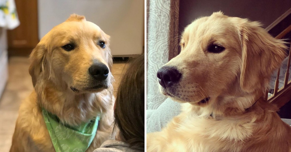 Meet Stanley, The Adorable Golden Retriever Born With A Tiny Mohawk