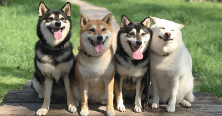 Shiba Inu Is Constantly Ruining His Friends' Group Pics, And Goes Viral On  Instagram